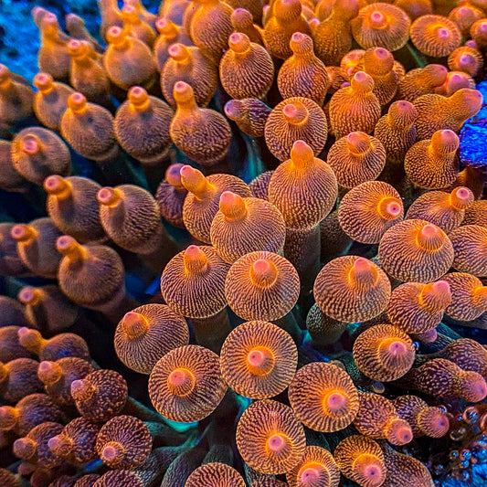 Rainbow Bubble Tip Anemone