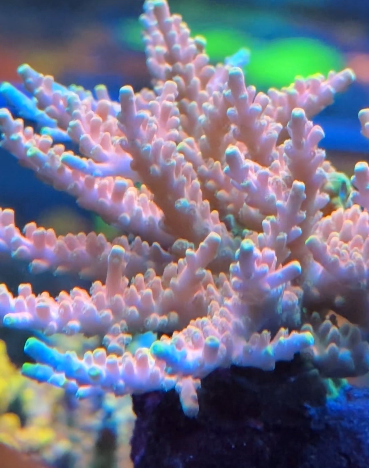 Candyland Acropora