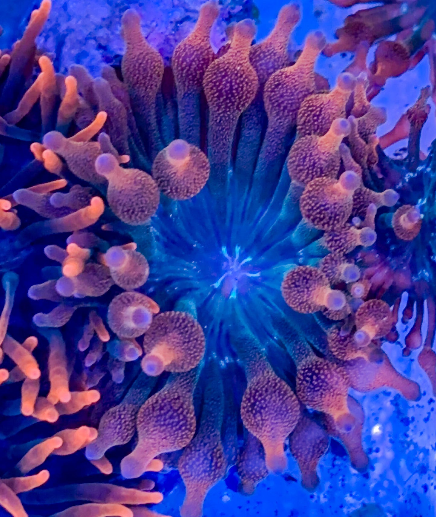 Rainbow Bubble Tip Anemone