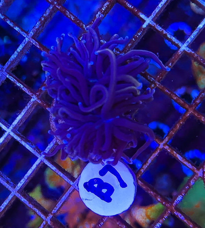 Torch Coral